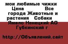 мои любимые чижки › Цена ­ 15 000 - Все города Животные и растения » Собаки   . Ямало-Ненецкий АО,Губкинский г.